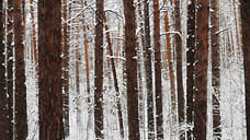 Минприроды начал отлов волков в охотничьих угодьях двух районов Удмуртии