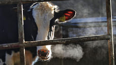 Удмуртия получит субсидию 24,7 млн рублей на геномную селекцию крупного скота