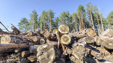 В Удмуртии выявили незаконную вырубку леса у горнолыжного комплекса «Чекерил»