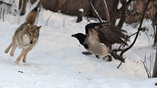 В Удмуртии начнут платить за добычу волков и лис