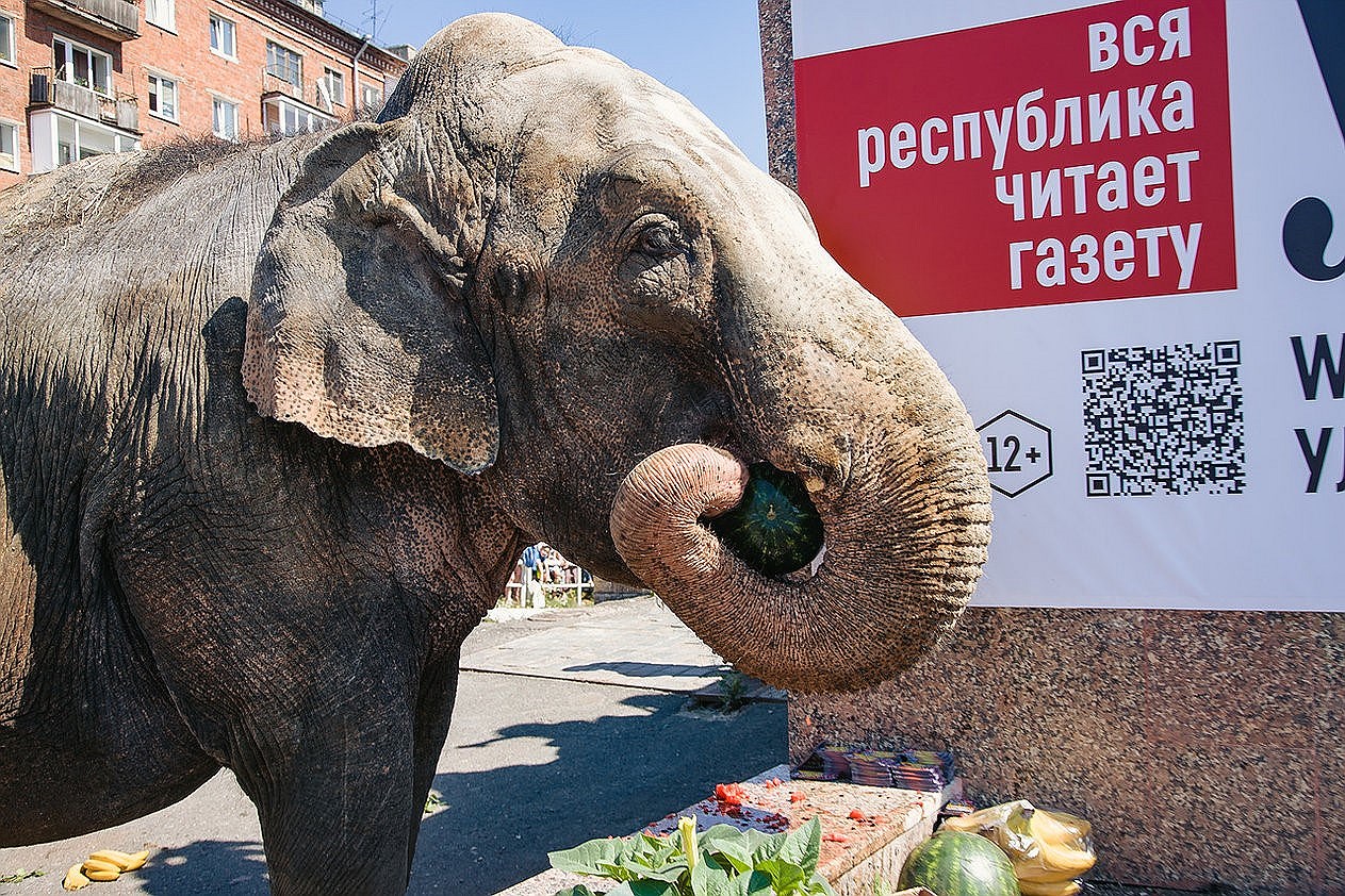 В паузах между водными процедурами слоны лакомились арбузами, морковью и березовыми вениками