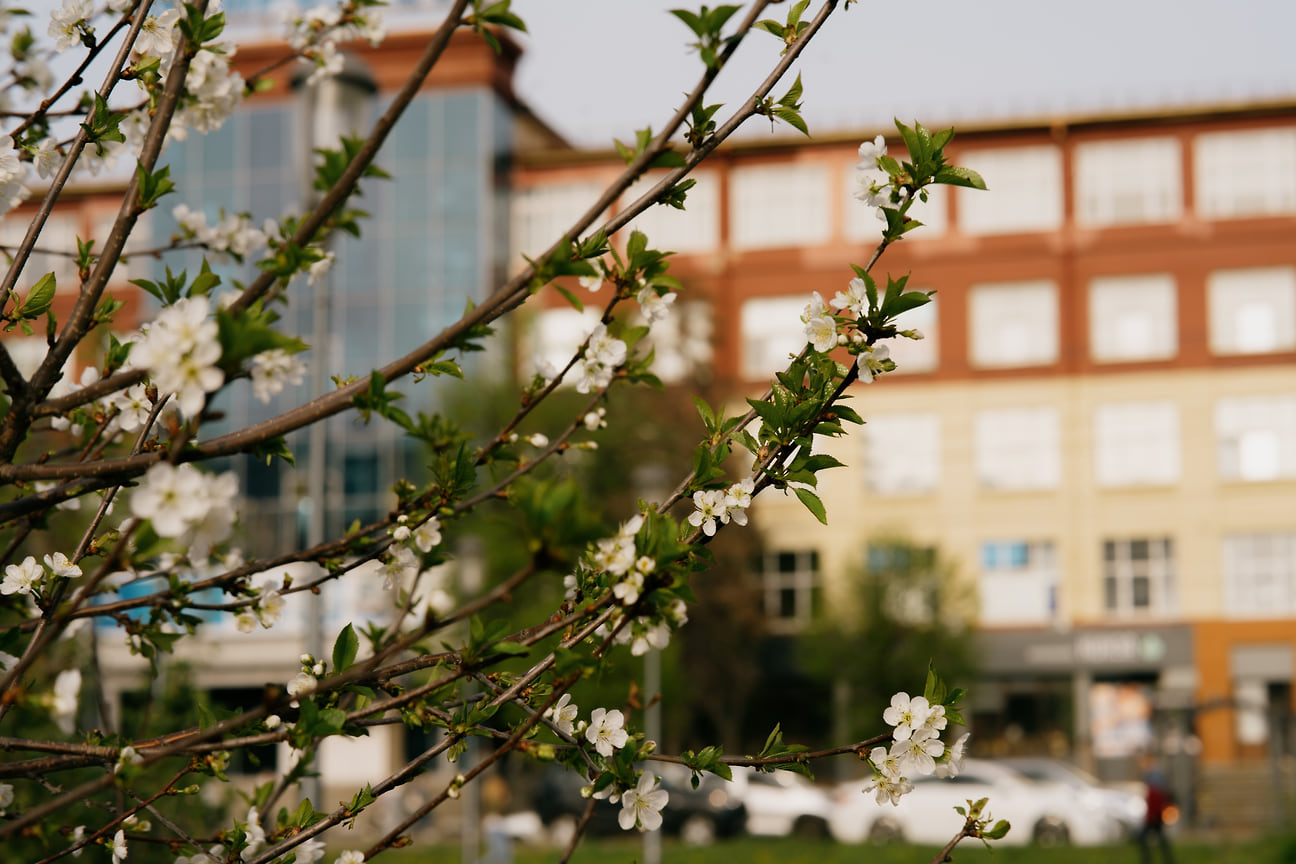 Рядом с городскими объектами ижевчан радуют цветущие яблони