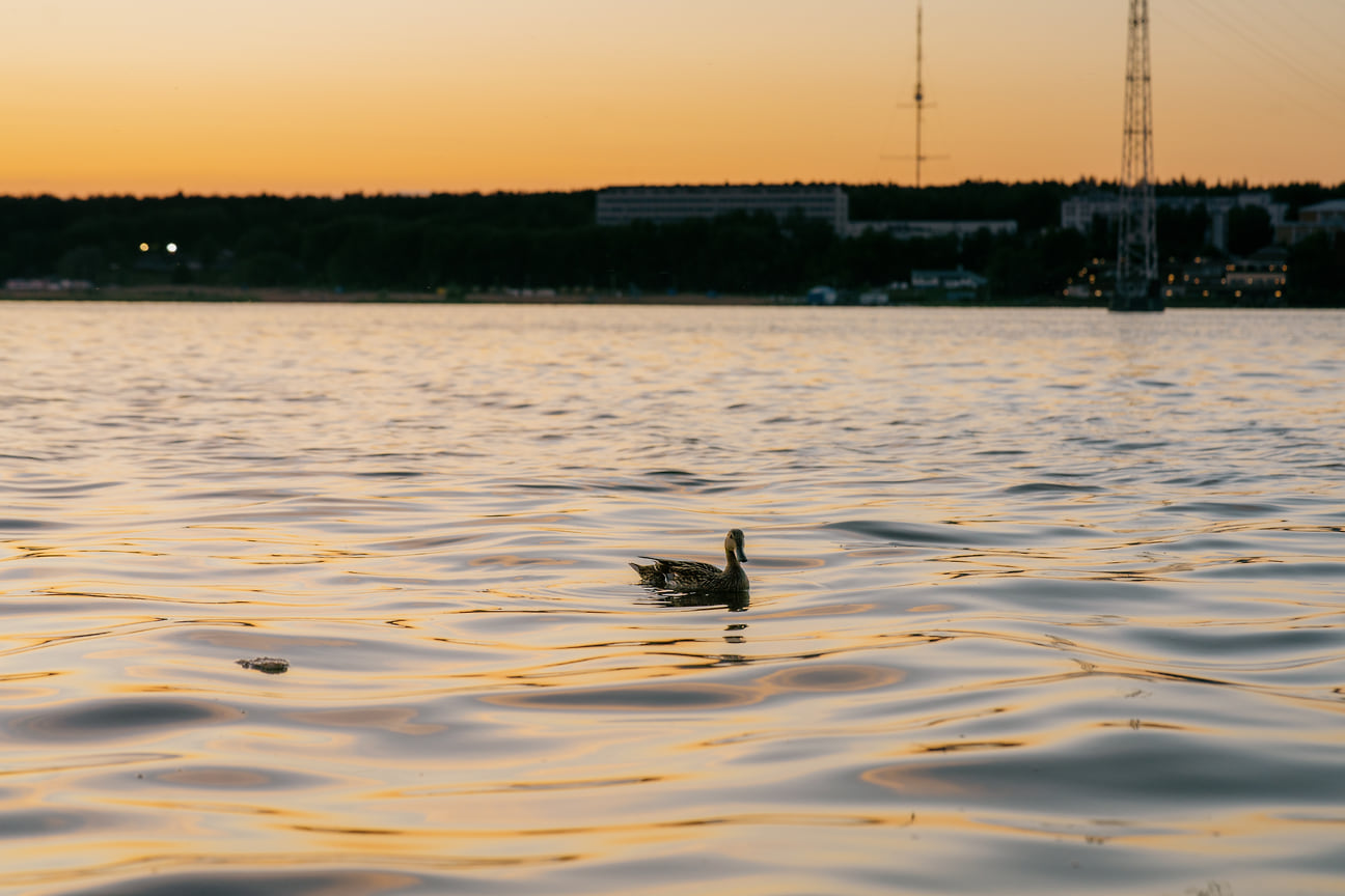 Утка плавает на Ижевском пруду перед закатом