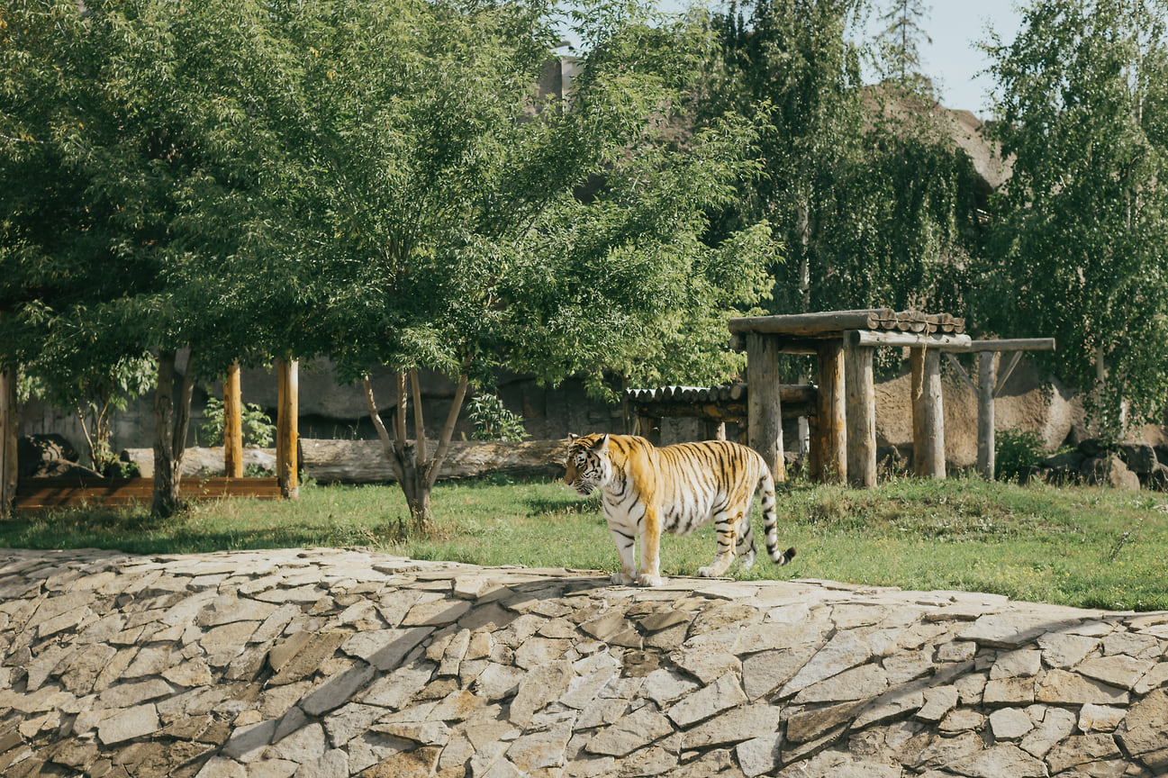 В зоопарке взрослые и дети могут увидеть львов и тигров