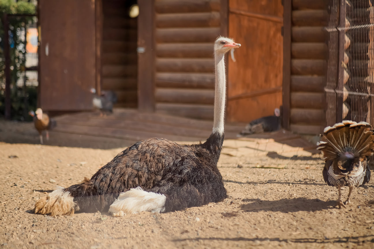 Греются на теплом песке страусы