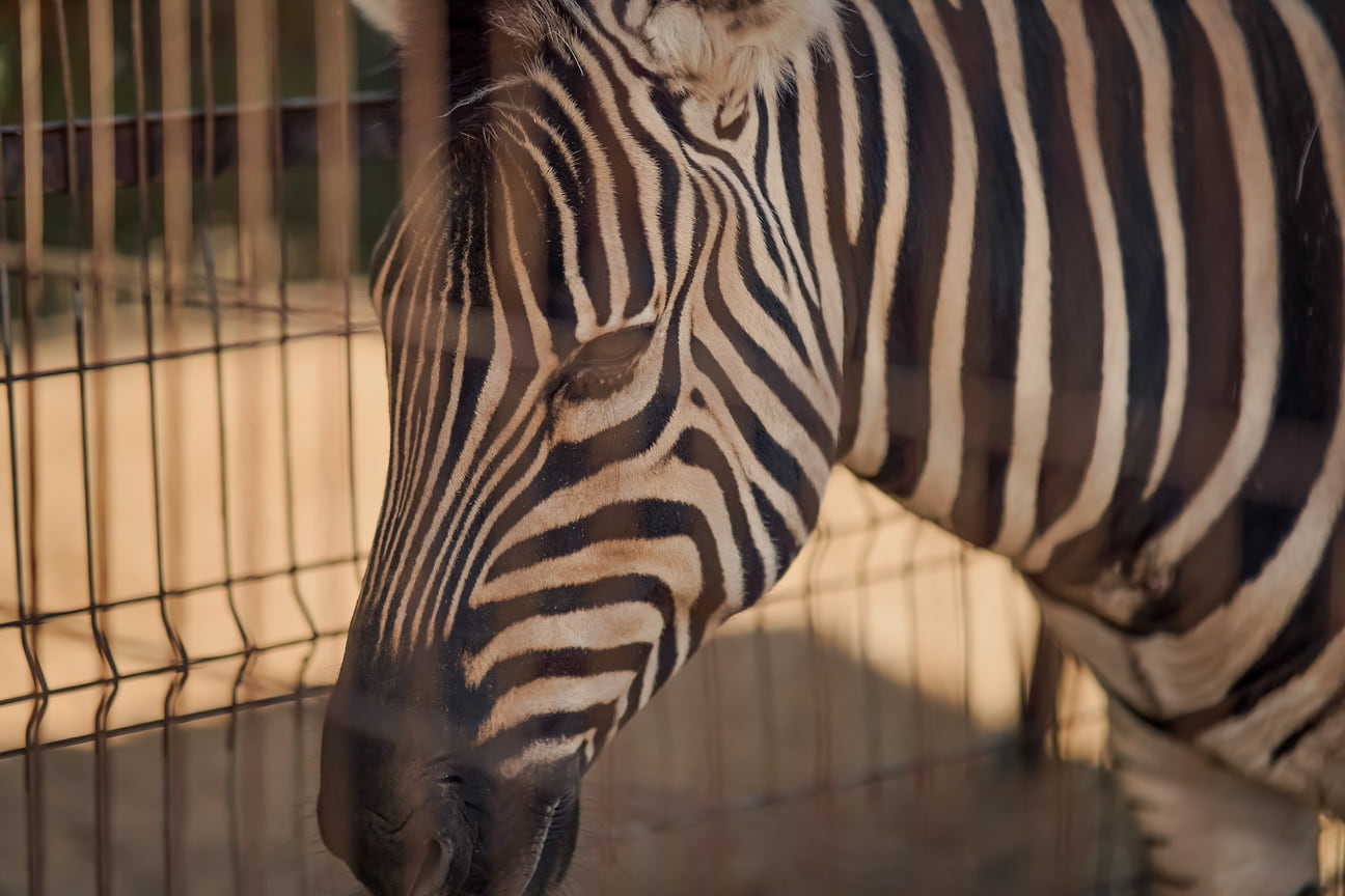 Встречаются в зоопарке Удмуртии и такие экзотические животные, как зебра