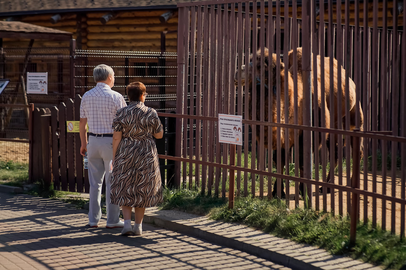 Гости зоопарка могут познакомиться с местными верблюдами