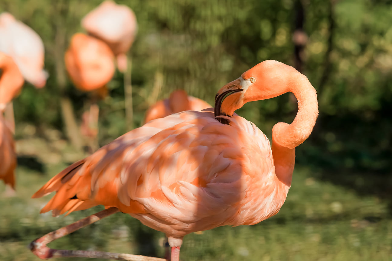 Фламинго свободно прогуливаются по зеленому вольеру