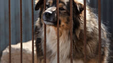 В Казани в 2023 году собаки обслюнявили и покусали 1,4 тысячи человек