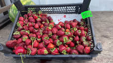 В Татарстане начали продавать клубнику собственного урожая