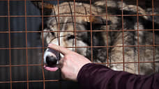 В Казани бесплатно стерилизовали более 300 собак