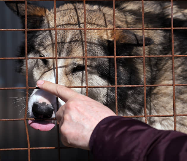 В Казани бесплатно стерилизовали более 300 собак