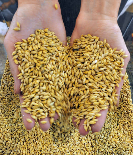 Объем Татарстанского зерна в интервенционном фонде вырос до 57,1 тыс. тонн