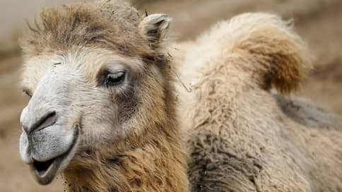 На юге Татарстана открыли ферму для разведения верблюдов