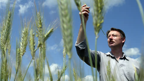 Пораженность татарстанской пшеницы вредителем находится в пределах нормы