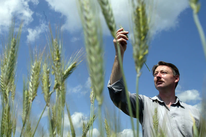 Пораженность татарстанской пшеницы вредителем находится в пределах нормы