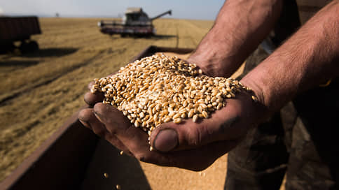 Первую партию пшеницы нового урожая отправили из Татарстана в Израиль