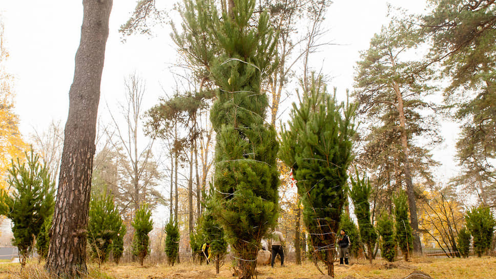В парке Урицкого в Казани высадили 100 сосен