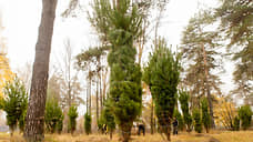 В парке Урицкого в Казани высадили 100 сосен