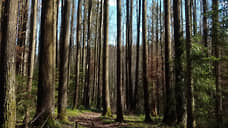 В лесах Татарстана в 2025 году зафиксировали 97 нарушений