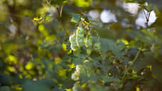 Три компании получат 75,4 млн руб. на развитие хмелеводства в Чувашии