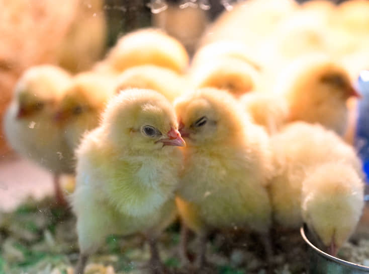В Лениногорском районе Татарстана введен карантин из-за вспышки птичьего гриппа