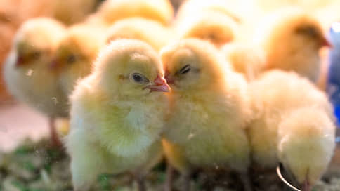 Производство мяса птицы в Татарстане в 2025 году увеличится на 4,5%