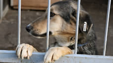В Татарстане задержали главу отлова животных после нападения собак на девочку