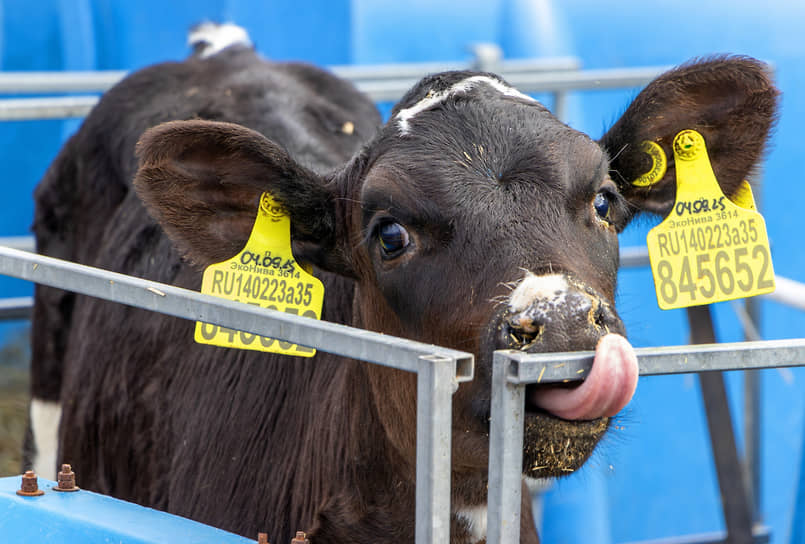 Татарстану на развитие геномной селекции в животноводстве направят 11,9 млн