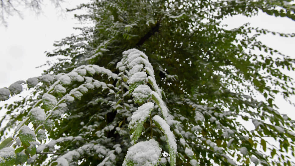 Белый снег на зеленых листьях