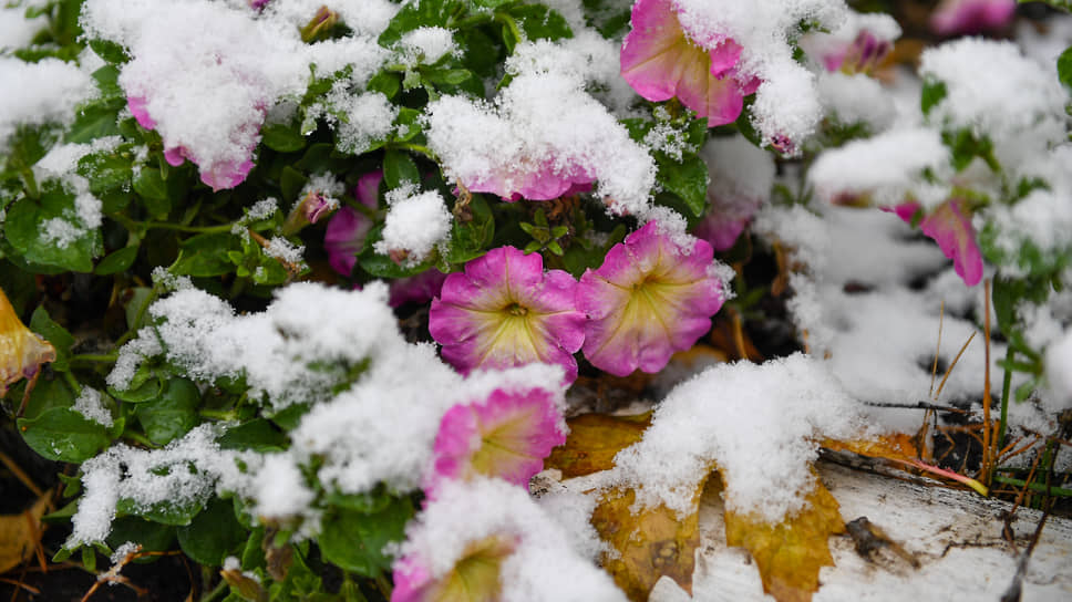 Цветы под первым снегом
