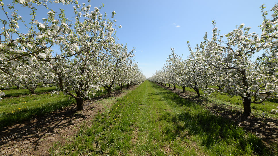 Компания «Бетагран Кубань» намеревалась разбить яблоневый сад стоимостью 1,3 млрд руб.
