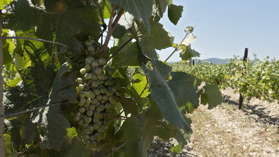 Сейчас виноградники имеют вид разрешенного использования «садоводство»