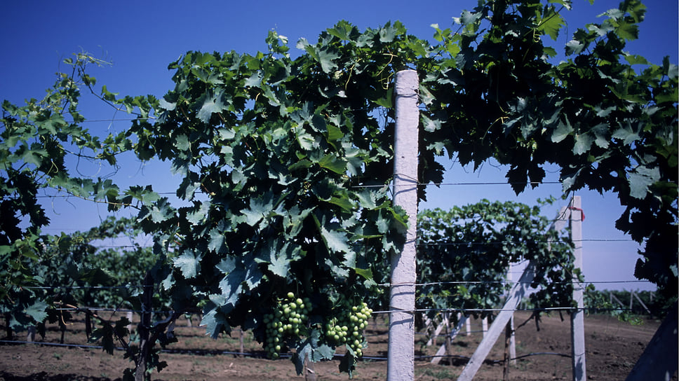 Виноградопригодный статус земельных участков защищает их от жилищной застройки