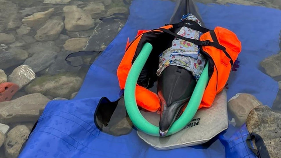 Дельфин-белобочка Вилли, которого пытались спасти добровольцы в Джубге