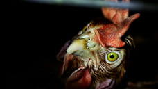 На Новомышастовской птицефабрике уничтожат 400 тыс. кур из-за вспышки птичьего гриппа
