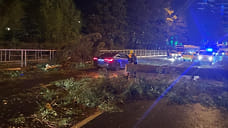 Ураганный ветер в Сочи повалил 20 деревьев