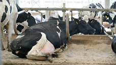 На территории частной фермы в Отрадненском районе отменили карантин по лейкозу скота