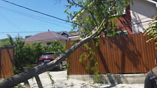 Штормовой ветер повалил 20 деревьев в Новороссийске