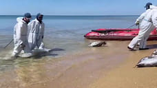 Водолазы МЧС собрали 157 мешков мазута у берегов детского лагеря в Анапе