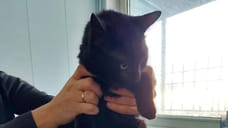 Кота из Стамбула поместят на карантин в Новороссийске