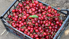 Весенние заморозки снизили урожай черешни и сливы в Крыму на 15%