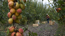 На Кубани экспорт груш увеличился на 80,5%