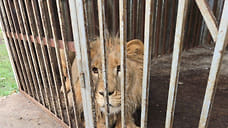 В Симферопольский зоопарк привезли конфискованного на Ставрополье льва Симбу