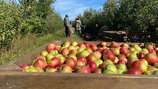 На Кубани урожайность семечковых культур снизилась на 10–15%
