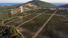 В Новороссийске создадут виноградарский парк