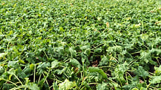 В Приморско-Ахтарском районе завершается уборка сахарной свеклы