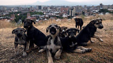 Глава СКР взял на контроль дело о нападении собаки на ребенка в Симферополе