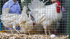 Объем инвестиций в АПК Кубани вырос до 60,5 млрд рублей