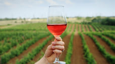 Кубанская компания вывела два новых сорта винограда